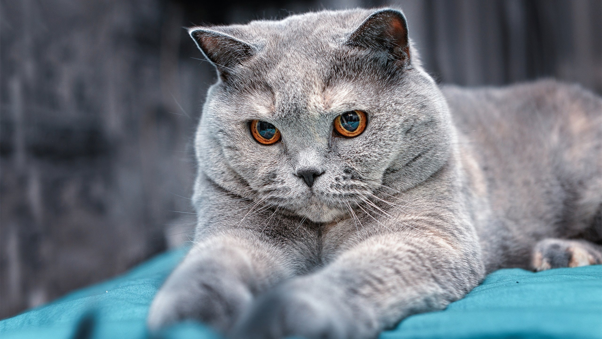 _雄鹿队持续发力,字母哥三双_,字母哥雄鹿队球衣