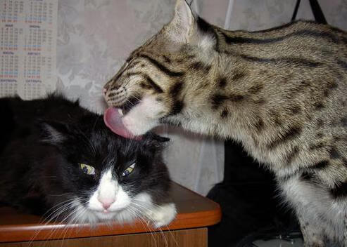 伊朗马术协会与国际组织合作，推广“Chovgan”至全球。，伊朗人跑马拉松吗