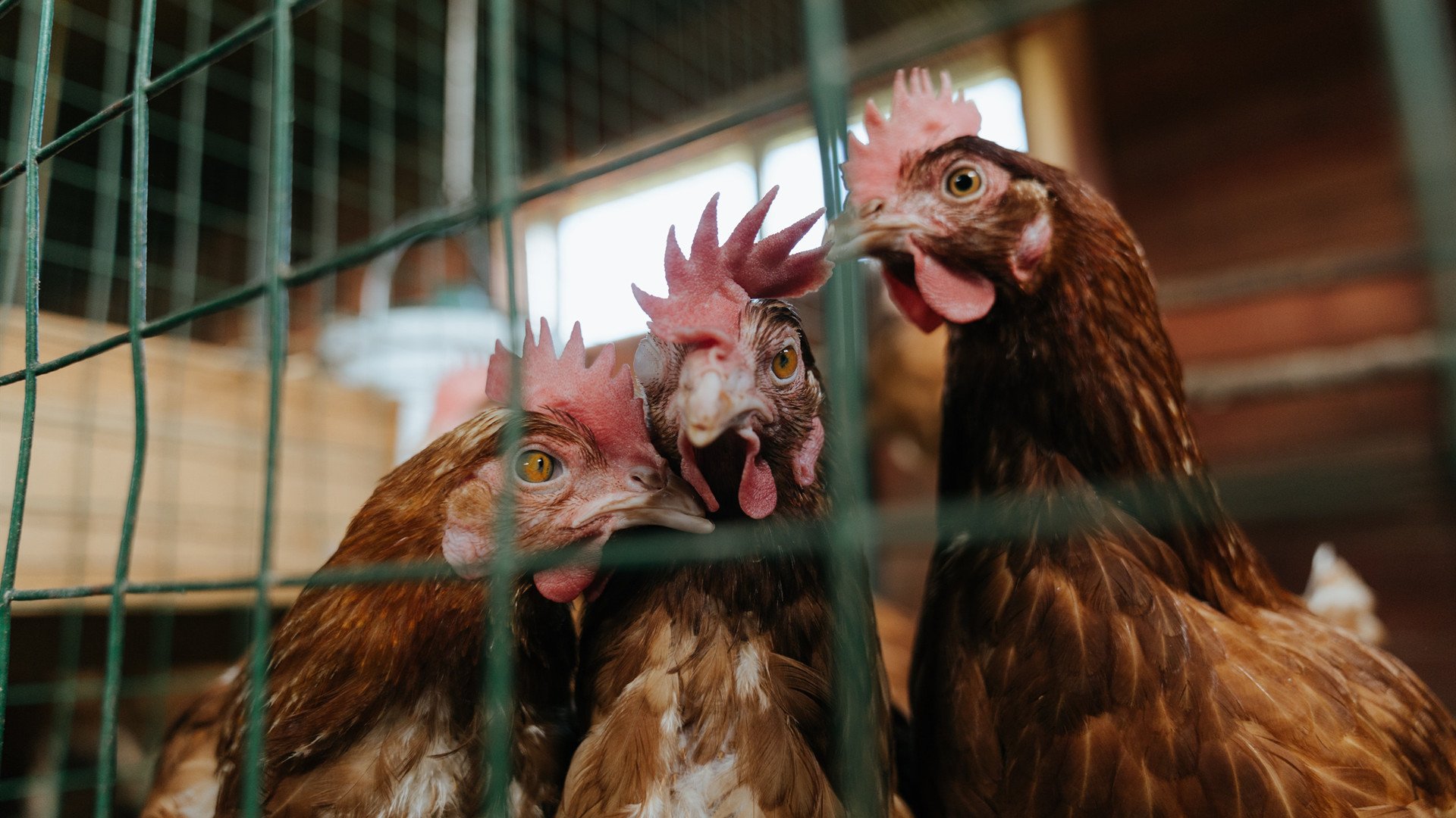 利物浦采用全新高压逼抢战术,连续多场零封对手,利物浦topup